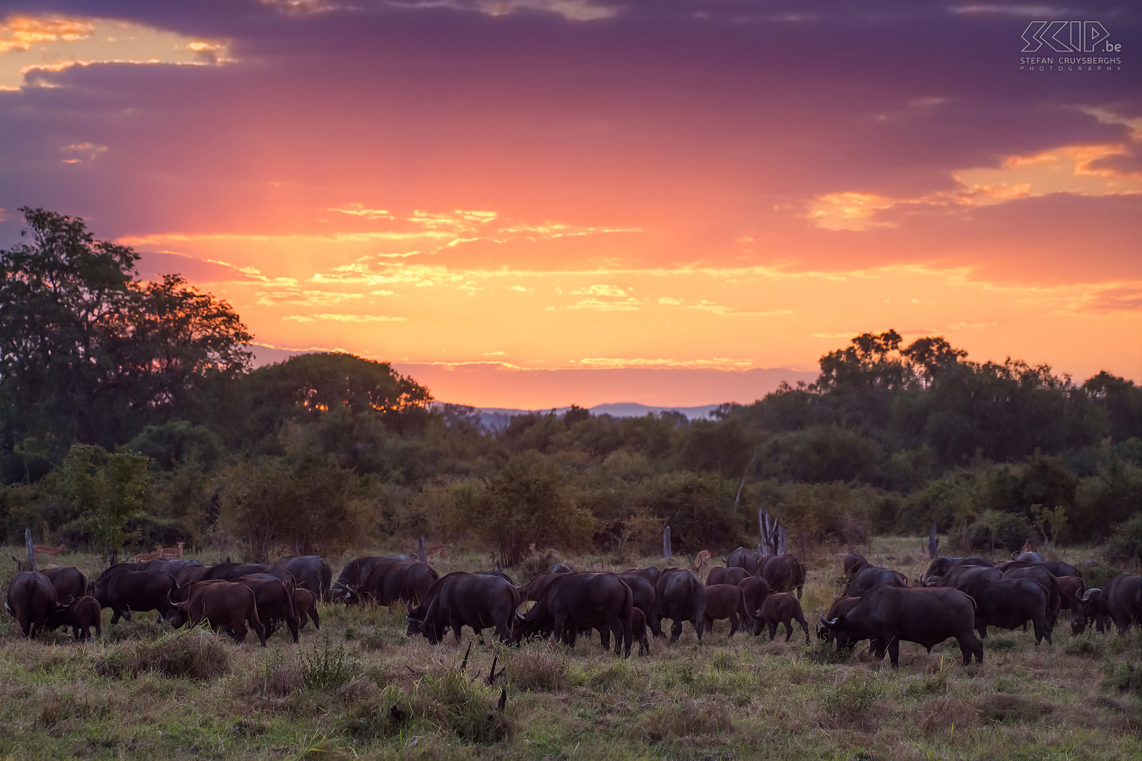 South Luangwa - Buffels bij zonsondergang Bij zonsondergang kwamen we een groep van 100 Afrikaanse buffels (Syncerus caffer) tegen. De buffel is een lid van de 'big five' en wordt beschouwd als een vrij gevaarlijk dier omdat ze agressief kunnen zijn en mensen aanvallen. Stefan Cruysberghs